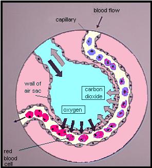 alveoli2.jpg (21623 bytes)