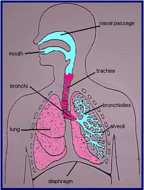 respiratory.jpg (22872 bytes)