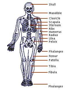 skeleton.jpg (19253 bytes)